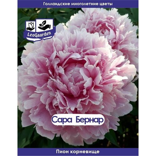 Пион Корневище, Сара Бернар, 1шт (ЛГ)