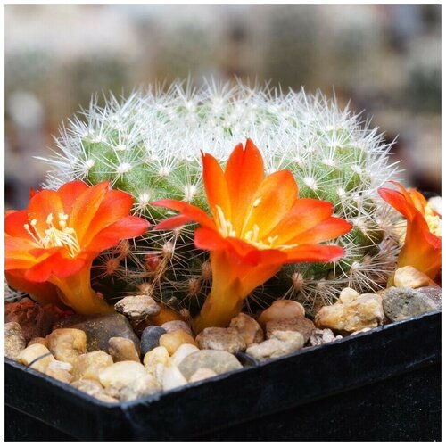 Семена Орешка Суккулент Кактус Rebutia xanthocarpa VG-105 10 шт.