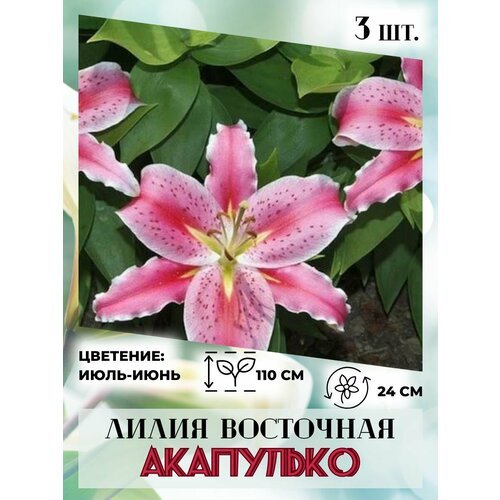 Лилия восточная Акапулько, луковицы 3 штуки