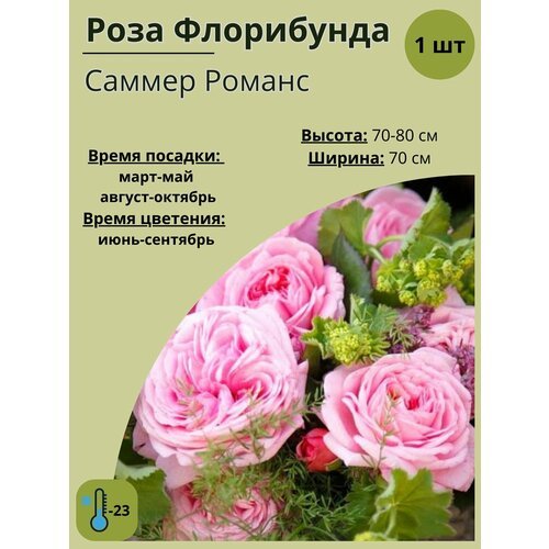 Роза Флорибунда, саженец для сада