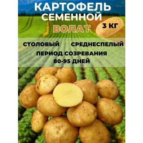 Картофель семенной, на посадку