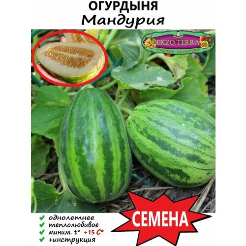 Семена Огурдыня 'Мандурия' 5 шт.