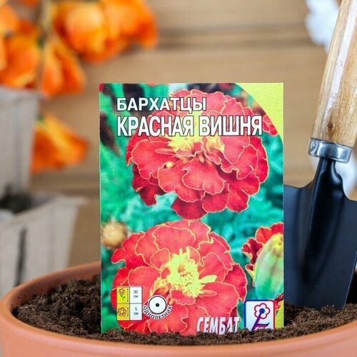 Семена цветов Бархатцы Красная вишня, 0,2 г (5 упаковок)