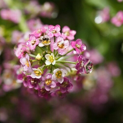 Алиссум морской - розовый (лат. Lobularia maritima) семена 15шт + подарочек