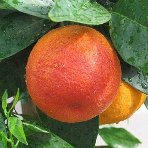 Семена Орешка Апельсин красный Марокко 10 шт.