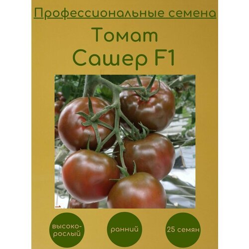 Томат Сашер F1 25 семян