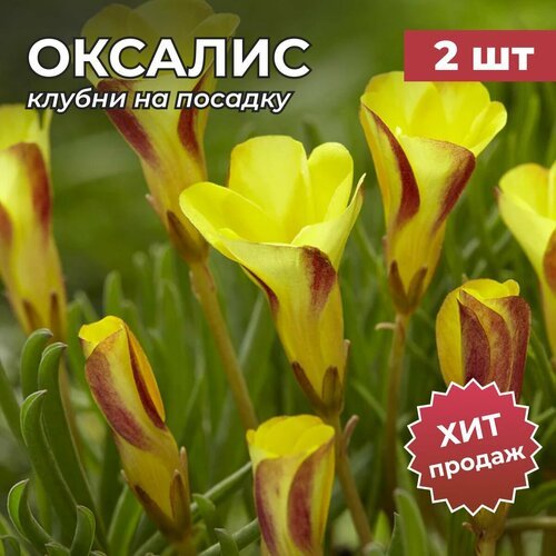 Клубни Оксалиса (Кислица) на посадку Голден Кейп 2 шт