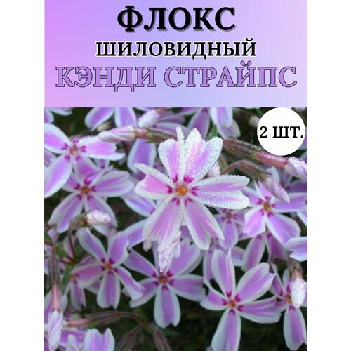 Флоксы саженцы, метельчатые, многолетние цветы 2шт.