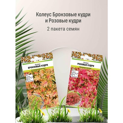 Цветы Колеус Бронзовые кудри и Розовые кудри 2 пакета семян