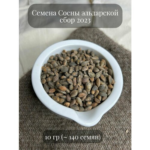 Семена Сосны эльдарской, 10 грамм (примерно 140шт)