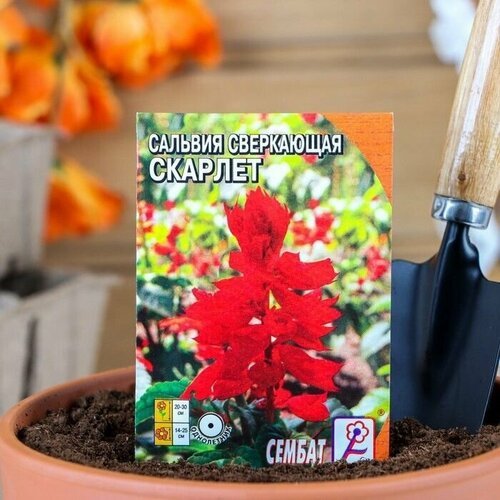 Семена цветов Сальвия сверкающая Скарлет, 0,05 г (5 упаковок)