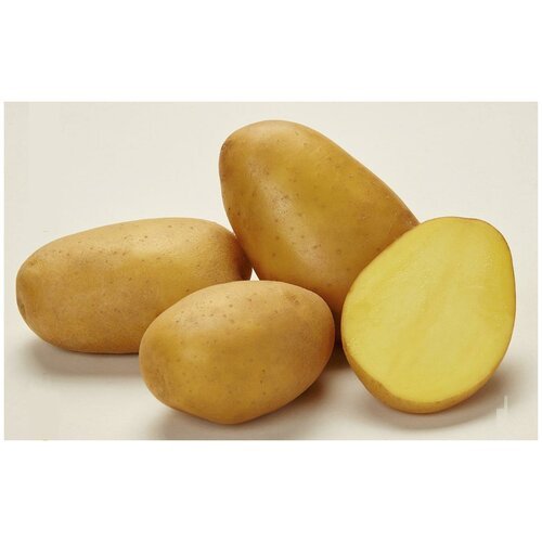 Картофель сорта 'Джувел' в мешке 2 кг, семенной селекционный, со средней развариваемостью, репродукция Супер Элита