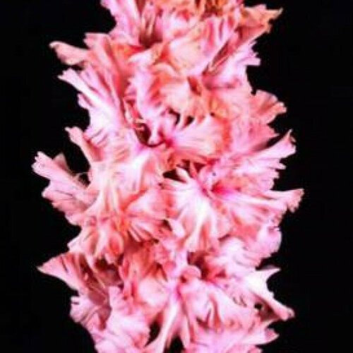 Луковица Гладиолус крупноцветковый Брусничный Зефир