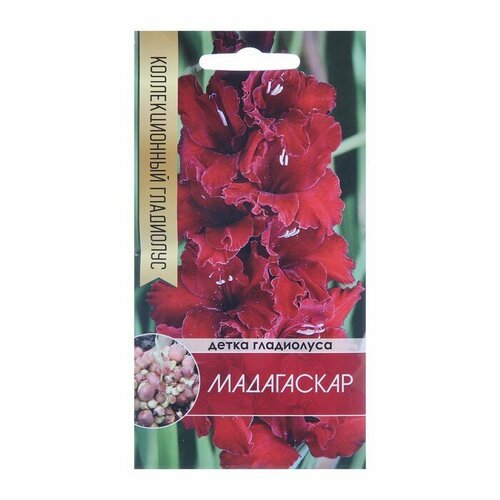 Клубнепочка гладиолуса Мадагаскар (темно-бордовый), 5 шт, 4 штуки