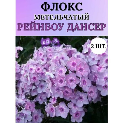 Флоксы саженцы, метельчатые, многолетние цветы 2шт.