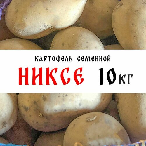 Семенной картофель сорта 'Никсе' 10кг, клубни