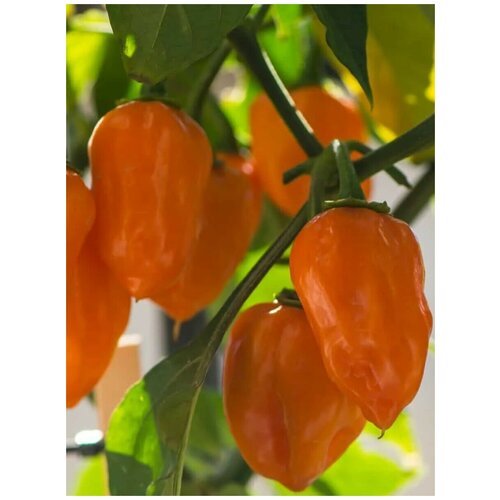 Семена Острый перец Habanero orange (Хабанеро оранжевый), 5 штук