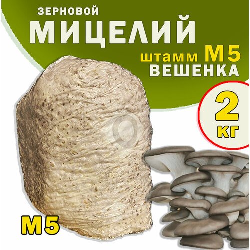 Мицелий вешенки зерновой, семена грибов (штамм М5) - 2 кг