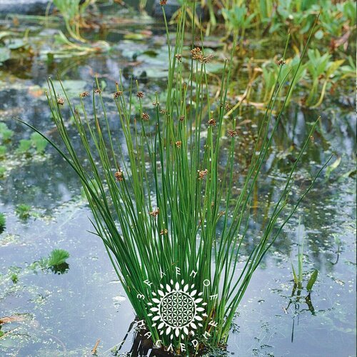 Семена Ситник развесистый Джункус (лат. Juncus effusus) 20шт