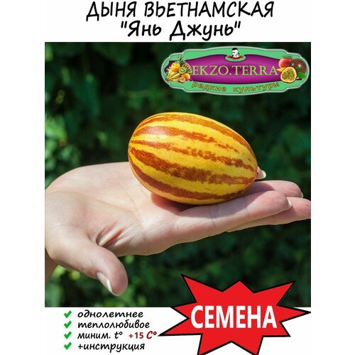 Семена 'Вьетнамская дыня' (Янь Джунь) 15 шт.