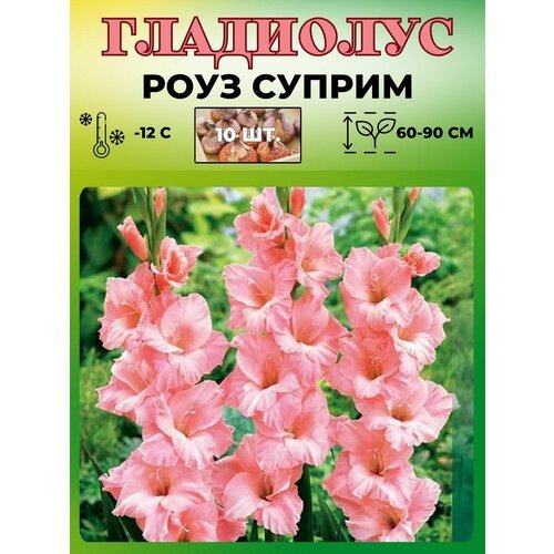 Гладиолус крупноцветковый, луковицы 10шт.