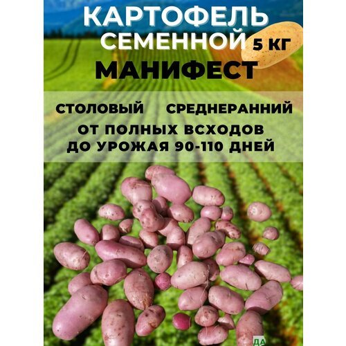 Картофель семенной