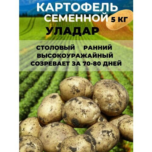 Картофель семенной