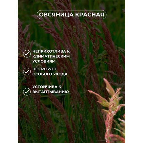 Газонная трава семена Овсяница красная 5кг, Зеленый Метр