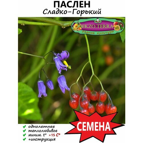 Семена Паслен Сладко-Горький (Solanum dulcamara) 5 шт.