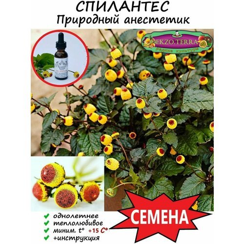 Семена Спилантес Пикабу - Природный анестетик 5 шт.
