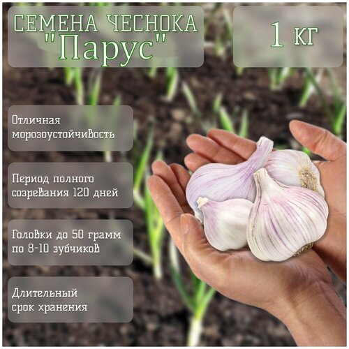 Избранный сорт чеснока 'Парус' (1 кг), легкий для выращивания в осенний период, урожайный: до 1 кг луковиц с 1 кв. м, морозоустойчивый
