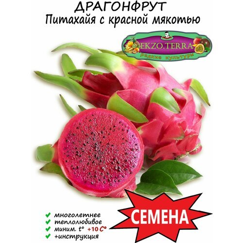 Семена Питахайя с Красной мякотью (Питайя, Драгонфрут) 15 шт.