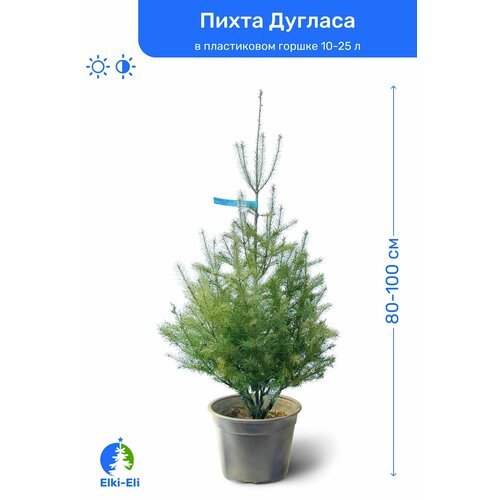 Пихта Дугласа (Мензиеса) 80-100 см в пластиковом горшке 15-25 л, саженец, хвойное живое растение