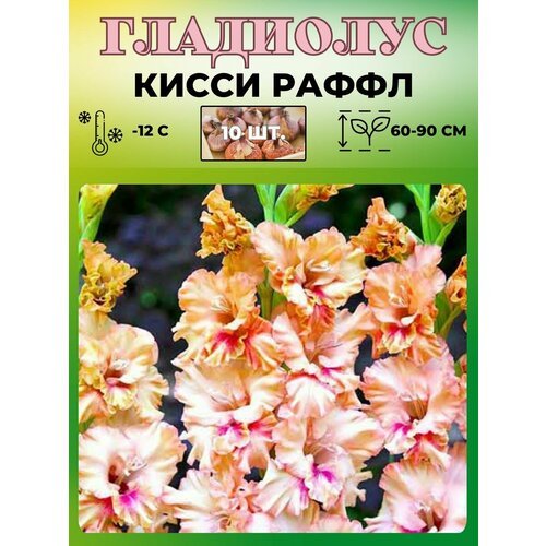 Гладиолус крупноцветковый, луковицы 10шт.