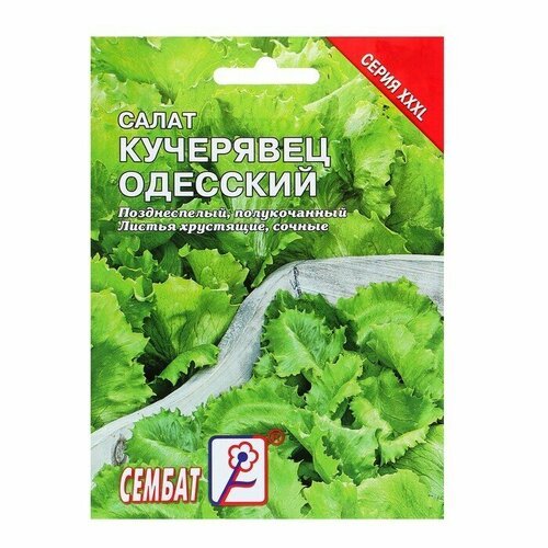 Семена . ХХХL Салат . Кучерявец одесский .10 г .