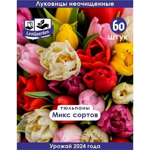 Тюльпан Луковицы неочищенные, Микс сортов, 60шт