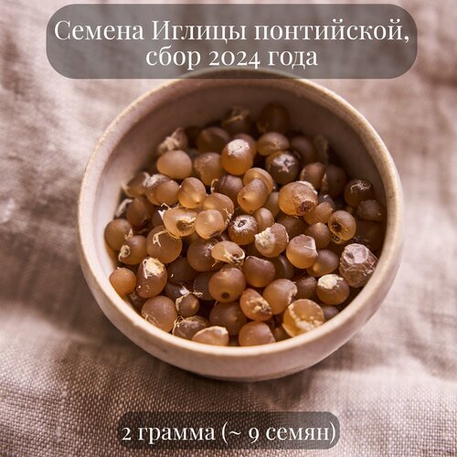 Семена Иглицы колючей, или понтийской, Рускус, 2 грамма (примерно 9 шт)