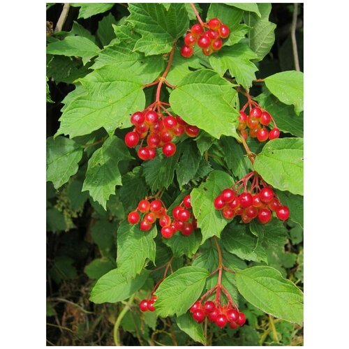 Семена Калина обыкновенная красная (Viburnum opulus), 55 штук