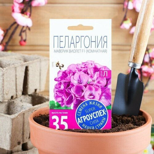 Семена комнатных цветов Пеларгония . Виолет .4 шт .