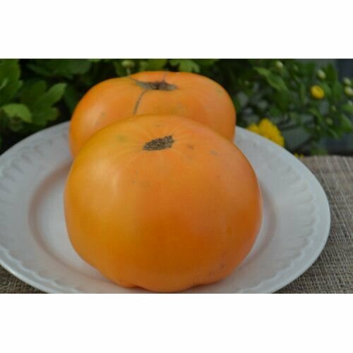Коллекционные семена томата Оранжевый Крупный Минусинский