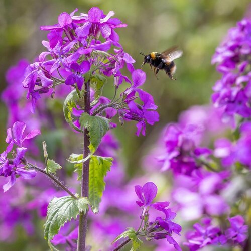 Лунник - Луннария - Серебрянный доллар (лат. Lunaria annua) семена 15шт + подарочек