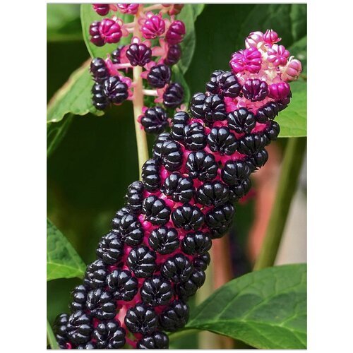 Семена Лаконос ягодный (Phytolacca acinosa), 125 штук