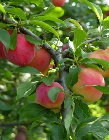 Слива Китайская Скороплодная  (Prunus salicina) 1 шт