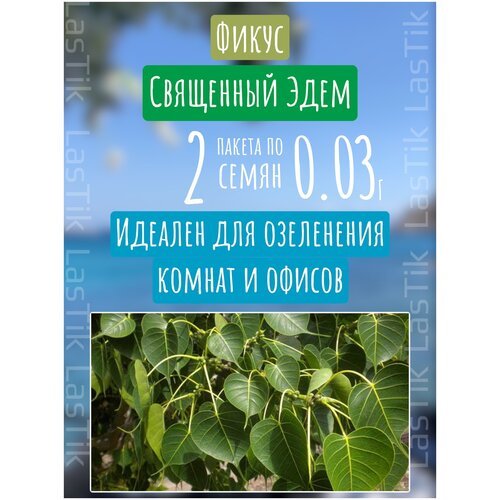 Цветы Фикус священный Эдем 2 пакета по 0,03г семян