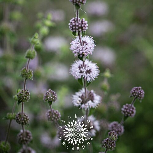 Семена Мята болотная (лат. Mentha pulegium) 400 шт от Green Legacy